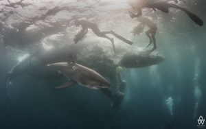 Natural predation of a Humpback Whale carcass by sharks i... by Allen Walker 